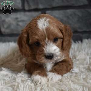 Murphy, Cavapoo Puppy