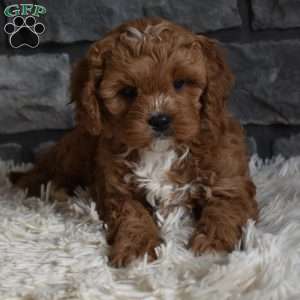 Cinnamon, Cavapoo Puppy