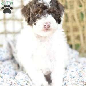 Archie, Miniature Poodle Puppy