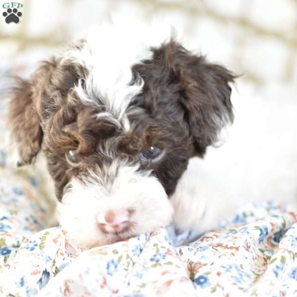 Archie, Miniature Poodle Puppy