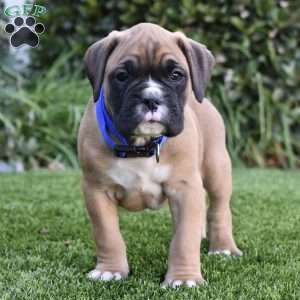 Ziggy, Boxer Puppy