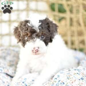 Archie, Miniature Poodle Puppy