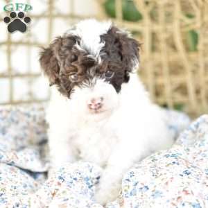 Archie, Miniature Poodle Puppy