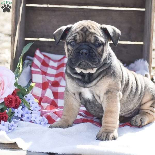 Hope, Olde English Bulldogge Puppy