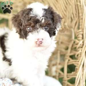 Archie, Miniature Poodle Puppy