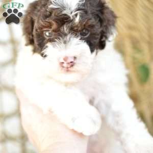 Archie, Miniature Poodle Puppy