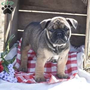 Hope, Olde English Bulldogge Puppy