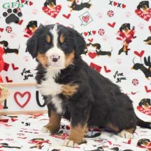 Amanda, Bernese Mountain Dog Puppy