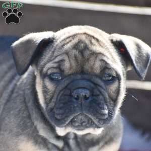 Hope, Olde English Bulldogge Puppy