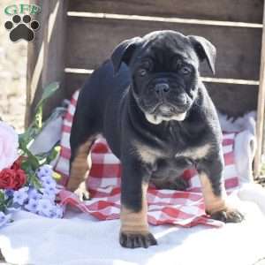 Hannah, Olde English Bulldogge Puppy