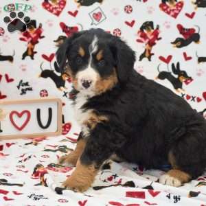 Addison, Bernese Mountain Dog Puppy