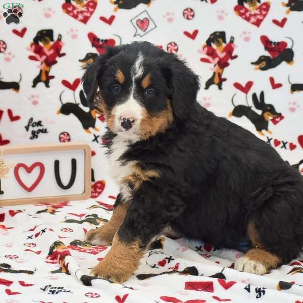 Addison, Bernese Mountain Dog Puppy