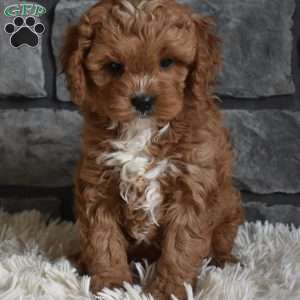 Cinnamon, Cavapoo Puppy