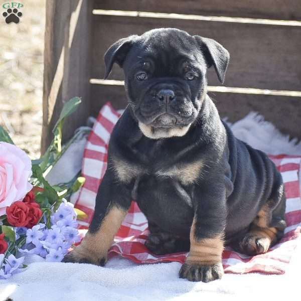 Hannah, Olde English Bulldogge Puppy