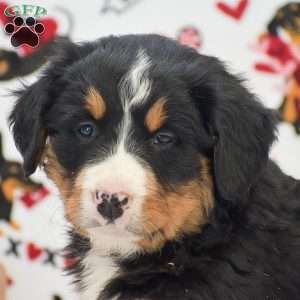 Addison, Bernese Mountain Dog Puppy