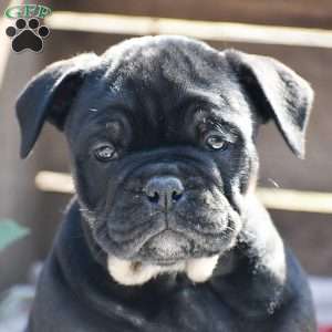 Hannah, Olde English Bulldogge Puppy