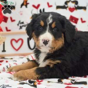 Addison, Bernese Mountain Dog Puppy