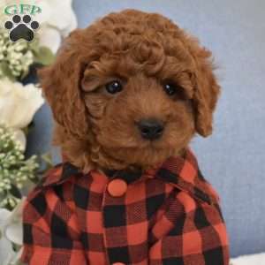 PeeWee, Toy Poodle Puppy