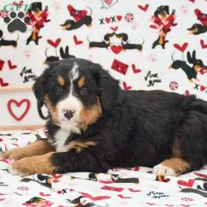 Addison, Bernese Mountain Dog Puppy