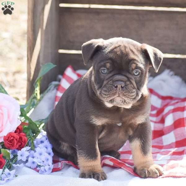 Hank, Olde English Bulldogge Puppy