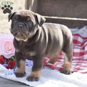 Hank, Olde English Bulldogge Puppy