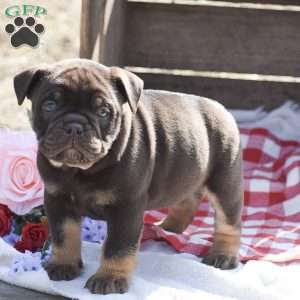 Hank, Olde English Bulldogge Puppy