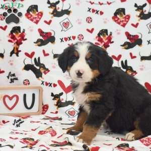 Audrey, Bernese Mountain Dog Puppy