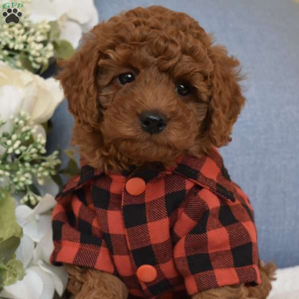 PeeWee, Toy Poodle Puppy