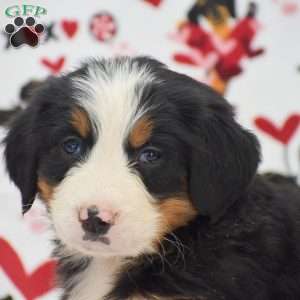 Audrey, Bernese Mountain Dog Puppy