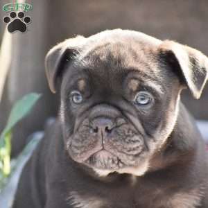 Hank, Olde English Bulldogge Puppy