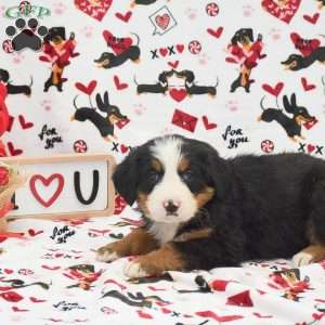 Audrey, Bernese Mountain Dog Puppy