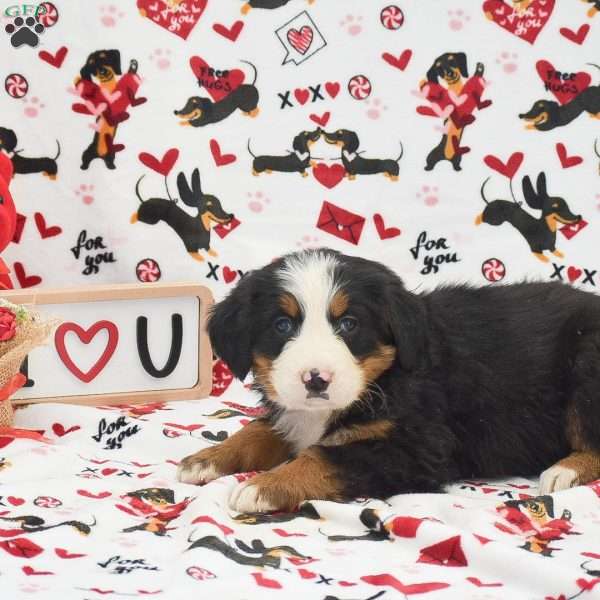 Audrey, Bernese Mountain Dog Puppy