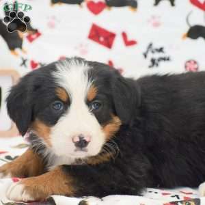 Audrey, Bernese Mountain Dog Puppy