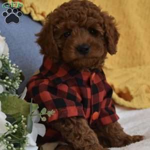 PeeWee, Toy Poodle Puppy