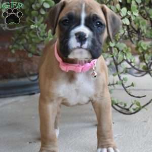 Sasha, Boxer Puppy