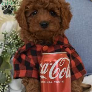 PeeWee, Toy Poodle Puppy