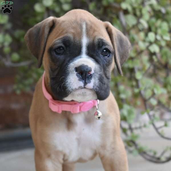 Sasha, Boxer Puppy