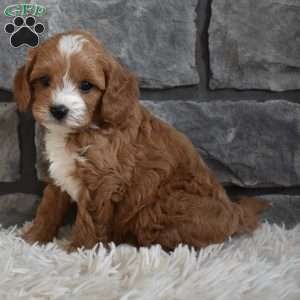 Murphy, Cavapoo Puppy