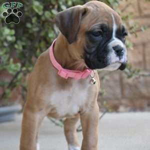 Sasha, Boxer Puppy