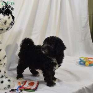 Luna, Mini Labradoodle Puppy