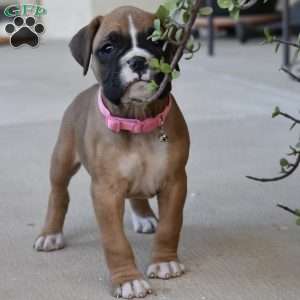 Sasha, Boxer Puppy