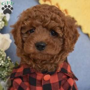 PeeWee, Toy Poodle Puppy