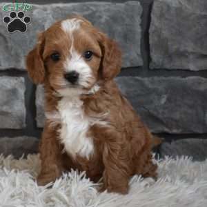 Murphy, Cavapoo Puppy