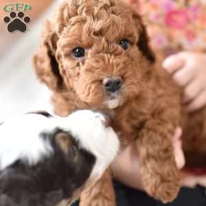 Tiny Bear, Mini Goldendoodle Puppy