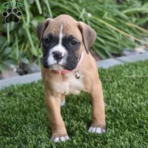 Sasha, Boxer Puppy