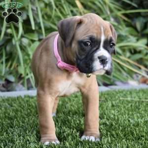 Sasha, Boxer Puppy