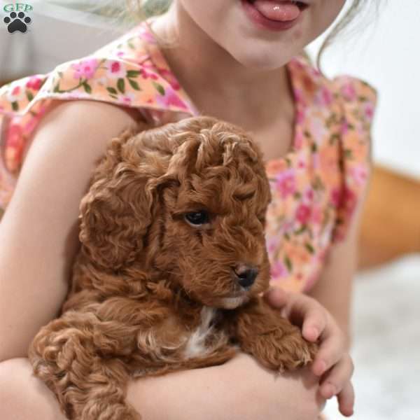 Tiny Bear, Mini Goldendoodle Puppy