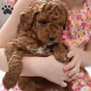 Tiny Bear, Mini Goldendoodle Puppy