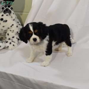 Tucker, Cavalier King Charles Spaniel Puppy