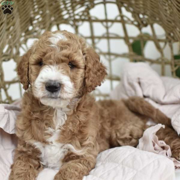 Sadie Lou, Mini Goldendoodle Puppy